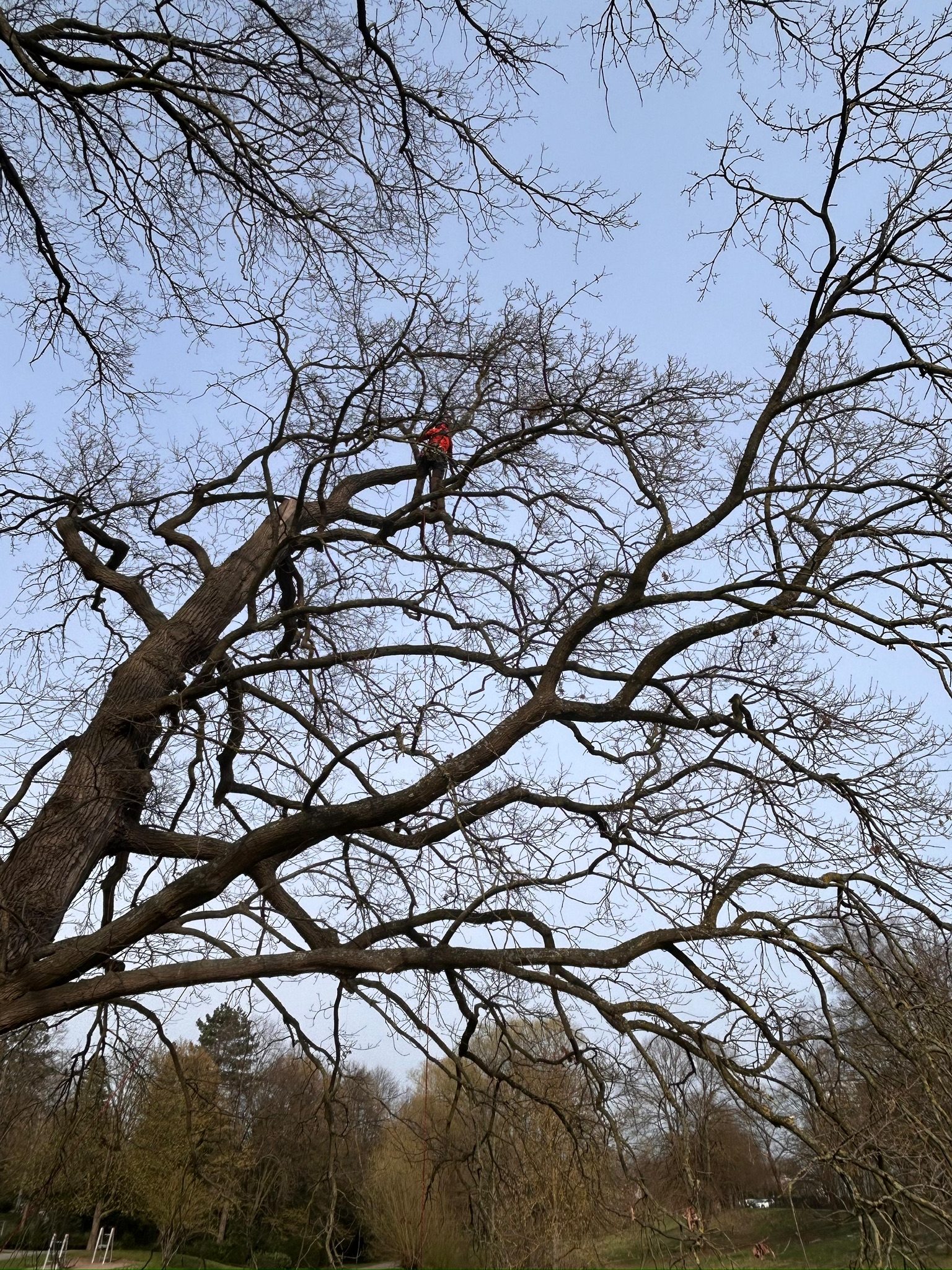 Ein zertifizierter Baumpfleger in orangefarbener Sicherheitskleidung und Klettergurt steht hoch oben in der dicht verzweigten, laublosen Krone eines mächtigen Laubbaums. Der Blick ist nach oben gerichtet, und er führt professionelle Baumarbeiten durch.