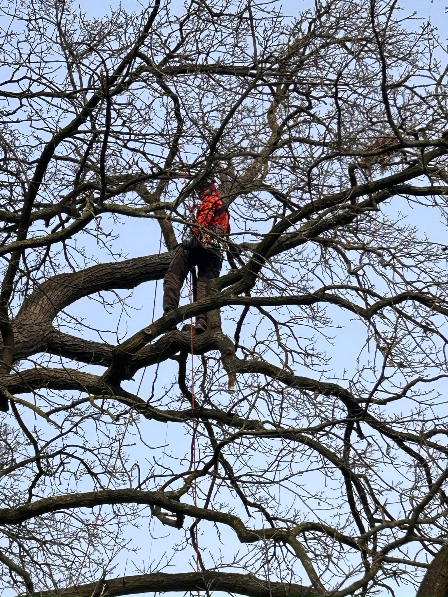 Froschperspektive-Aufnahme eines professionellen Baumpflegers mit Sicherheitsausrüstung (orangefarbene Jacke, Helm, Klettergurt) in der dichten, laublosen Baumkrone, gesichert durch Seilklettertechnik. Ein rotes Seil hängt nach unten gegen den hellen Himmel.