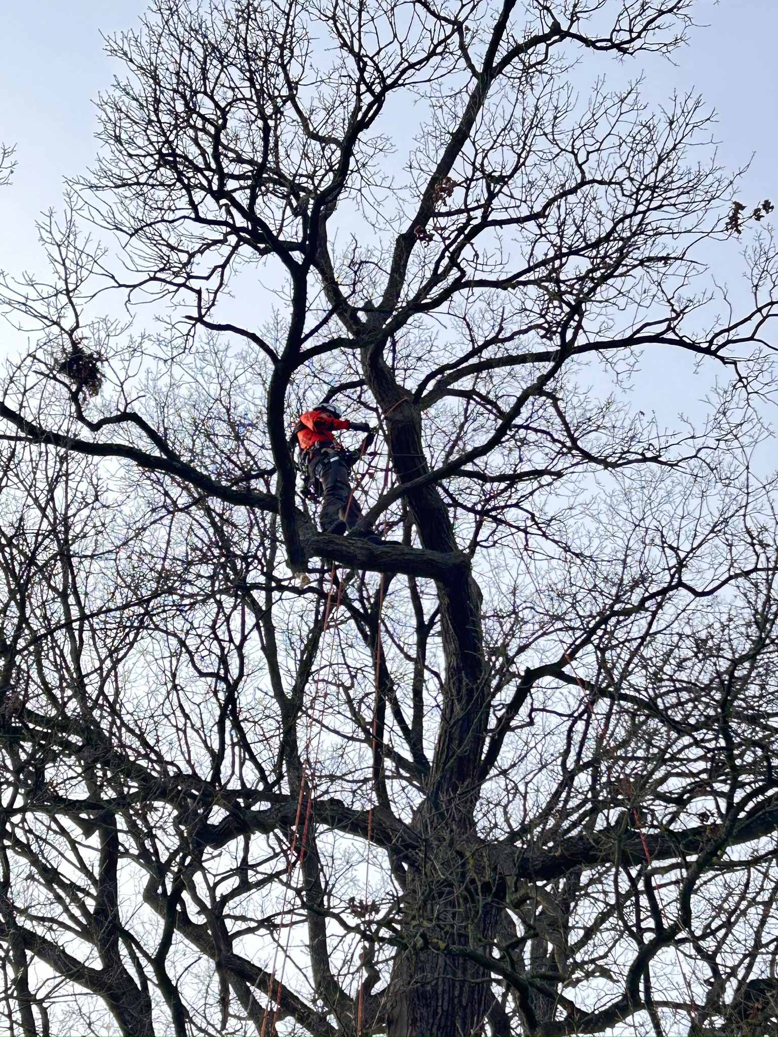 Ein professioneller Baumpfleger in orangefarbener Sicherheitsweste, Klettergurt und Helm klettert mithilfe spezialisierter Seilklettertechnik hoch oben in der dichten, laublosen Krone eines großen Baumes. Mehrere rote Seile hängen herab. Der Blick ist von unten nach oben gerichtet gegen einen hellen Himmel.