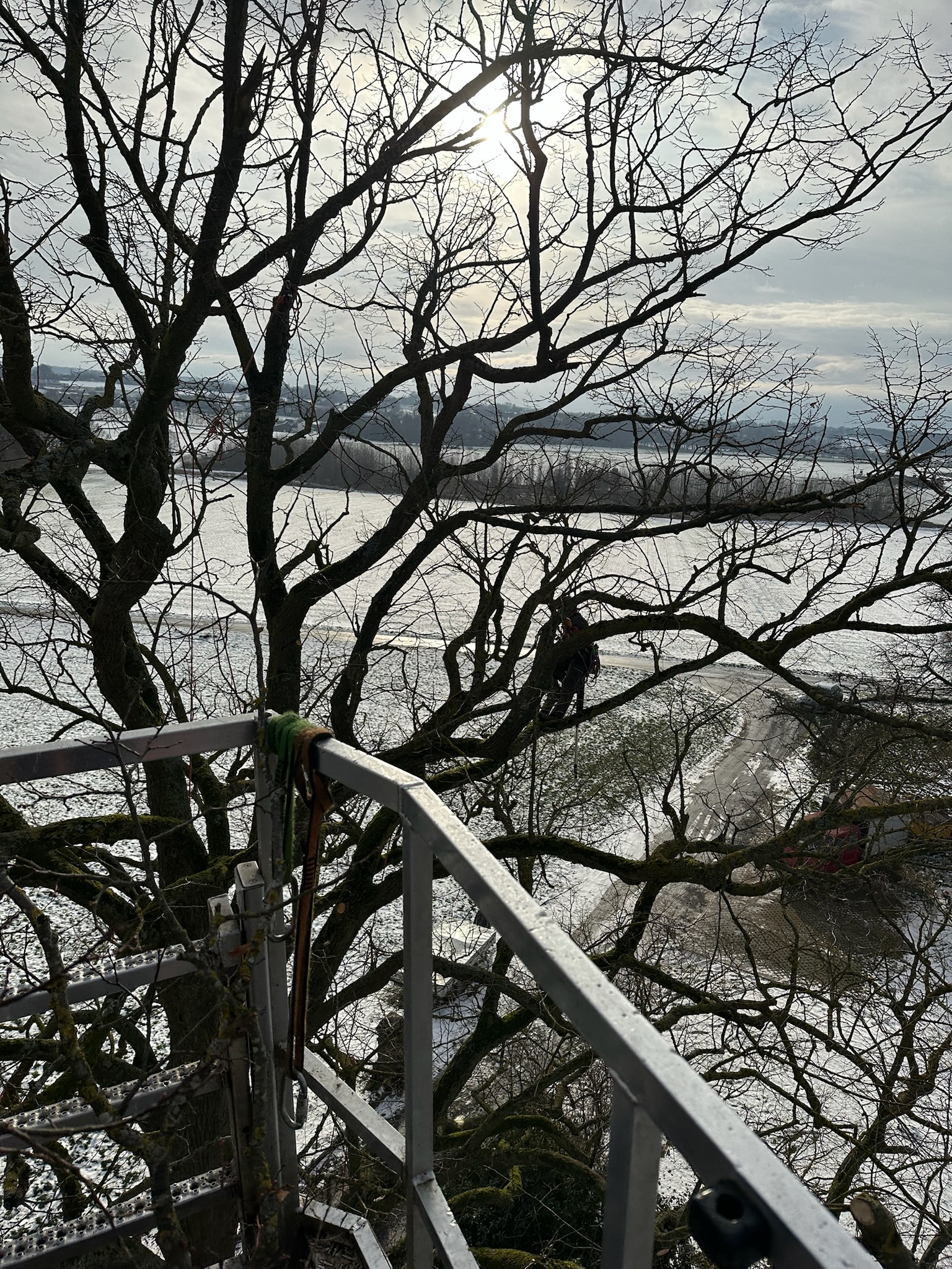 Blick aus dem Korb eines Hubsteigers auf die winterliche Baumpflege: Ein Kollege arbeitet gut gesichert mit Seilklettertechnik im dichten Geäst eines großen, laublosen Baumes. Im Hintergrund erstreckt sich eine weite, schneebedeckte Landschaft im Gegenlicht der Wintersonne.