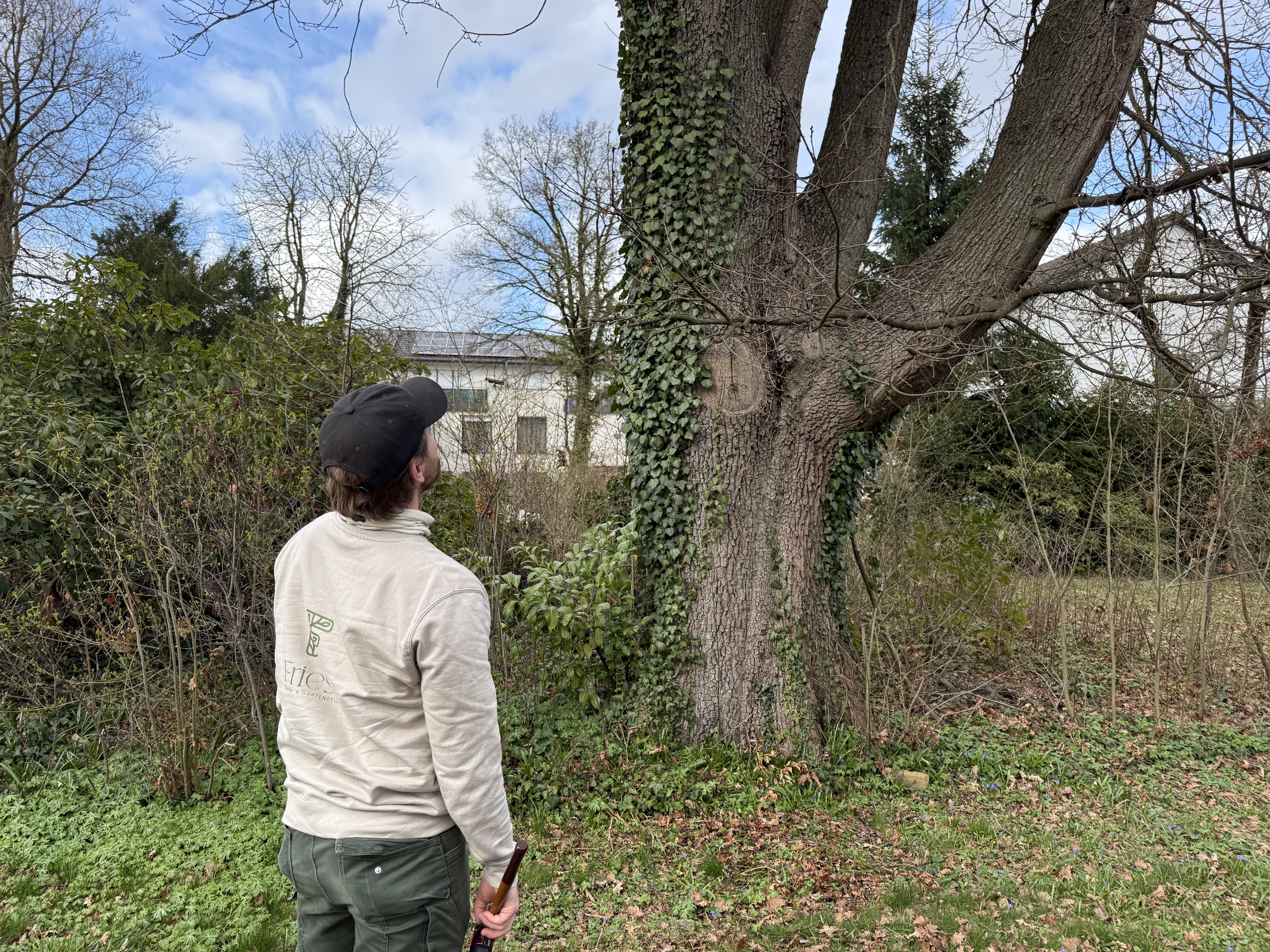 Ein professioneller Baumpfleger in Firmenkleidung steht in einem Garten und blickt konzentriert nach oben, um einen massiven, teilweise mit Efeu bewachsenen Baum fachmännisch zu begutachten. In der rechten Hand hält er ein Werkzeug bereit. Im Hintergrund ist ein Wohnhaus unter einem blau-weißen Himmel zu sehen.