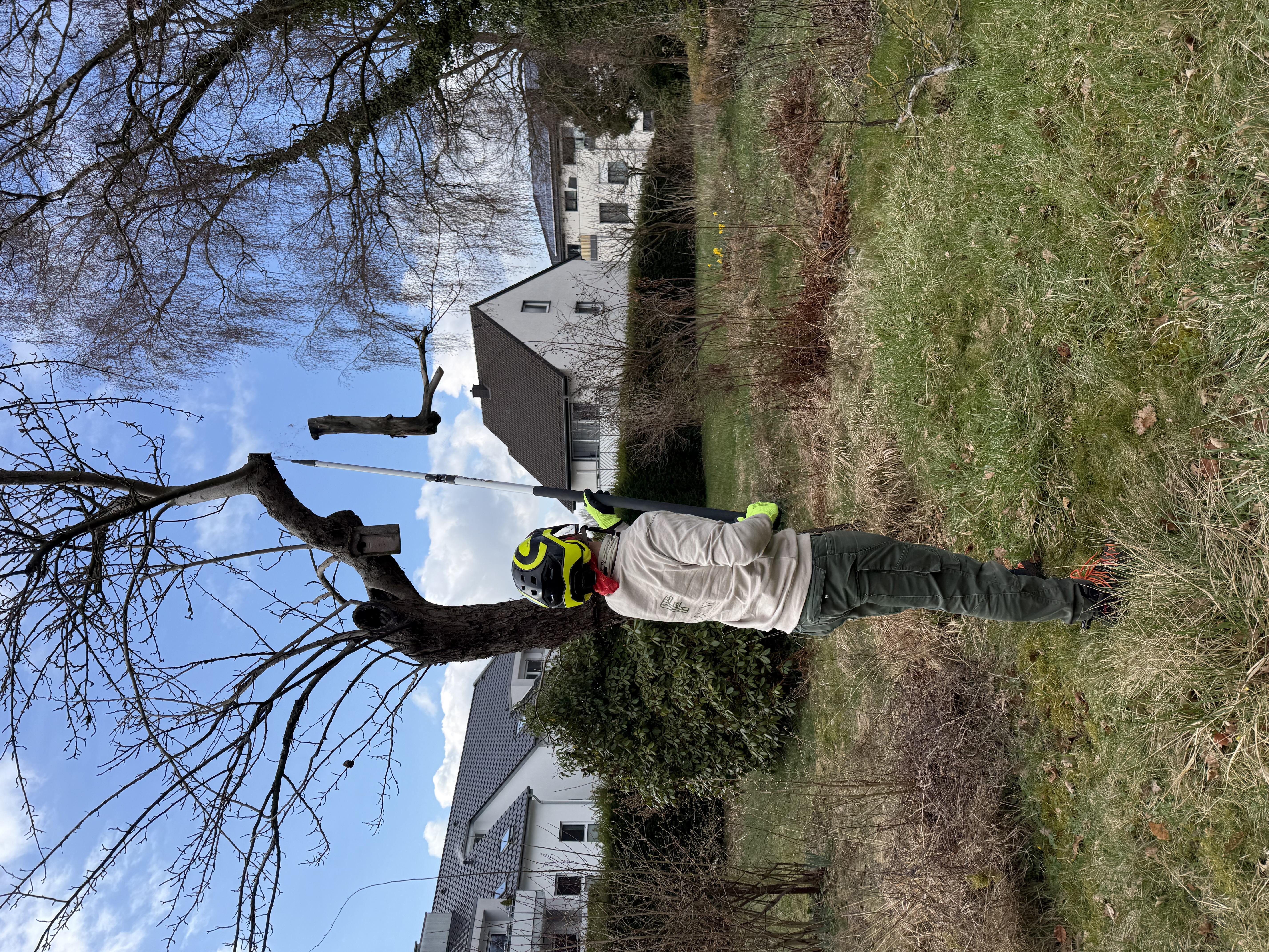 Ein Baumpfleger mit gelbem Schutzhelm und Handschuhen führt vom Boden aus einen Baumschnitt mit einer Teleskopsäge durch. Die Momentaufnahme zeigt genau den Augenblick, in dem ein soeben abgesägter Ast herabfällt. Die Arbeiten finden in einem privaten Garten mit Wohnhäusern im Hintergrund statt.