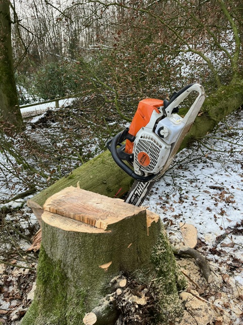 Eine orange-weiße Profi-Motorsäge der Marke Stihl ruht auf dem Stamm eines frisch gefällten Baumes. Im Vordergrund ist der verbliebene, moosbewachsene Baumstumpf mit der fachmännischen Schnittführung und vielen Sägespänen zu sehen. Die Fällarbeiten fanden bei leicht verschneiten, winterlichen Bedingungen statt.