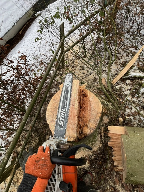 Blick aus der Ich-Perspektive: Ein Baumpfleger in orangefarbenen Schutzhandschuhen hält eine Stihl-Motorsäge, deren Schwert auf einem frisch gesägten Baumstumpf ruht. Die Schnittfläche zeigt deutlich die präzise, fachmännische Schnittführung (Bruchleiste). Rechts daneben liegt der gefällte Stamm auf dem mit Holzspänen und leichtem Schnee bedeckten Boden.