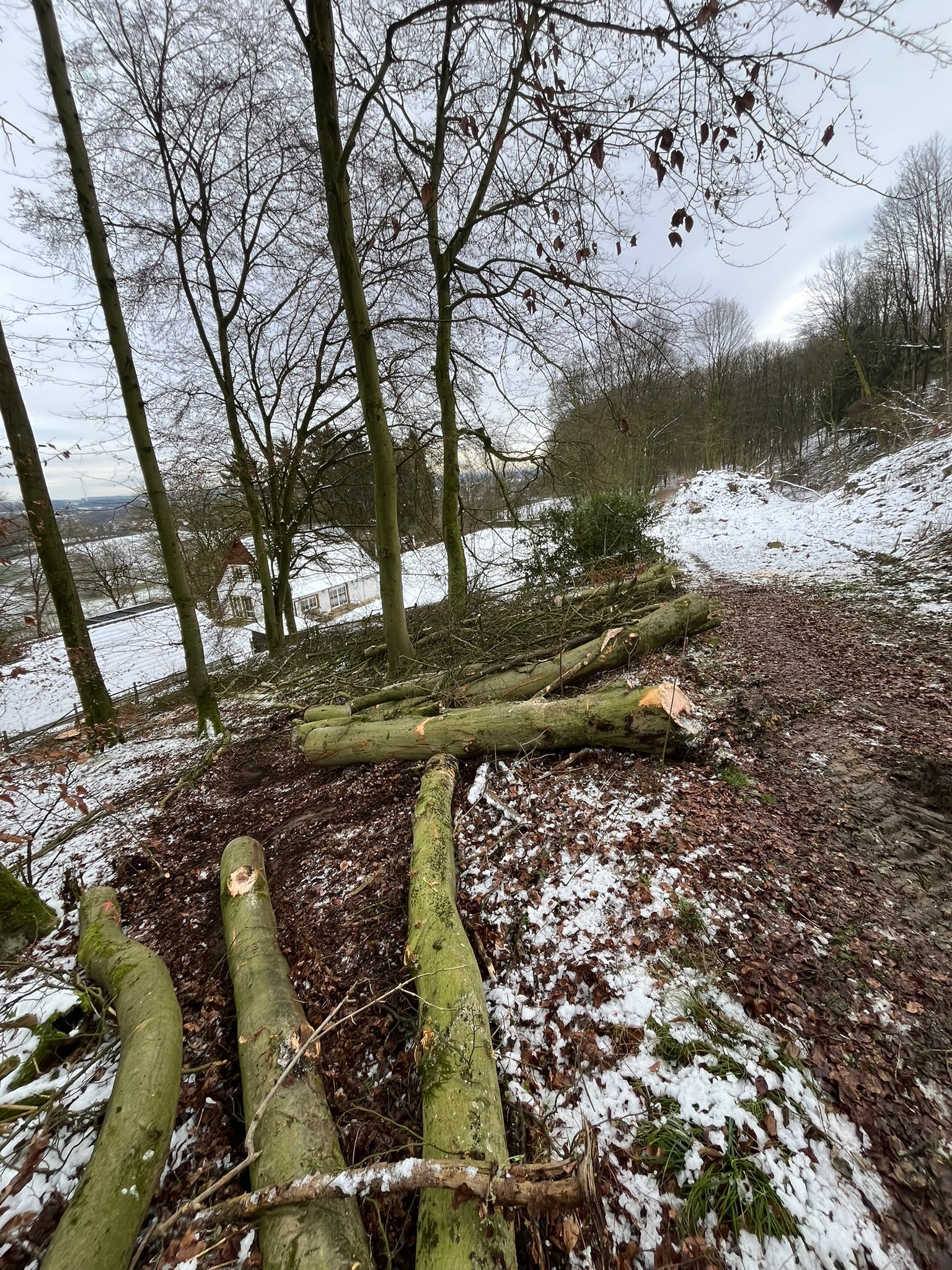 Mehrere frisch gefällte und entastete Baumstämme liegen nach erfolgreichen Forstarbeiten auf einem laub- und schneebedeckten Waldboden. Die Bäume wurden an einem Hang gesichert gefällt; im Hintergrund ist durch die kahlen Laubbäume hindurch ein tiefer gelegenes weißes Wohnhaus in der Winterlandschaft zu erkennen.